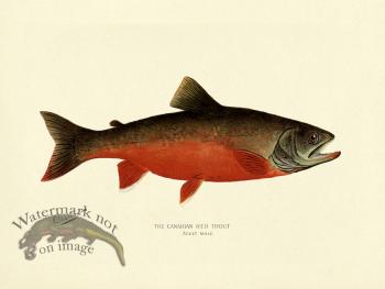 Trout - Canadian Red Male